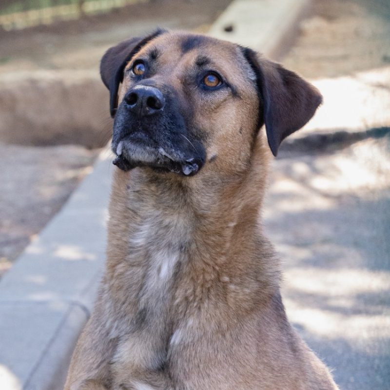 Paprika - Chien Berger à adopter - photo 2