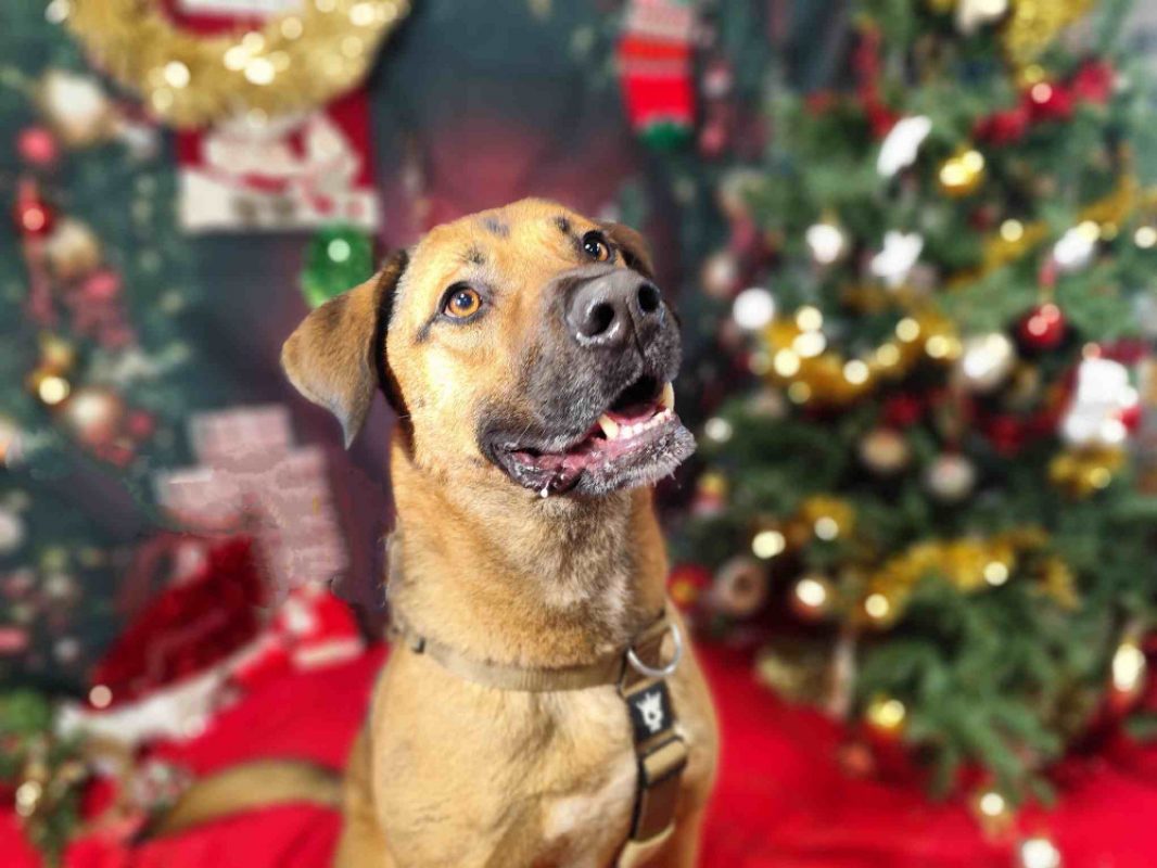 Paprika - Chien Berger à adopter - photo 3