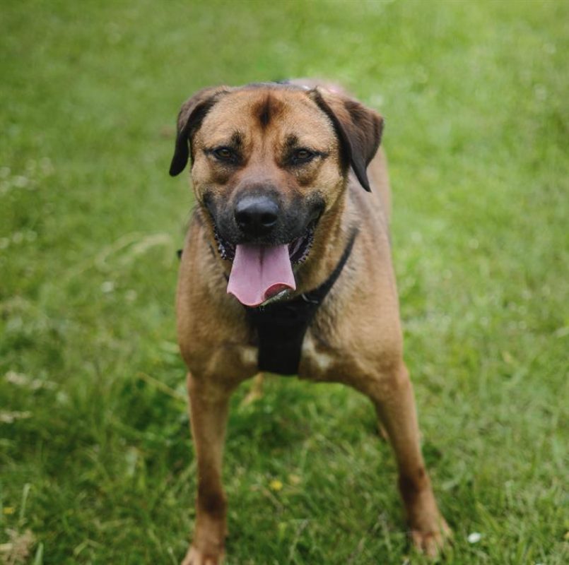Paprika - Chien Berger à adopter - photo 4