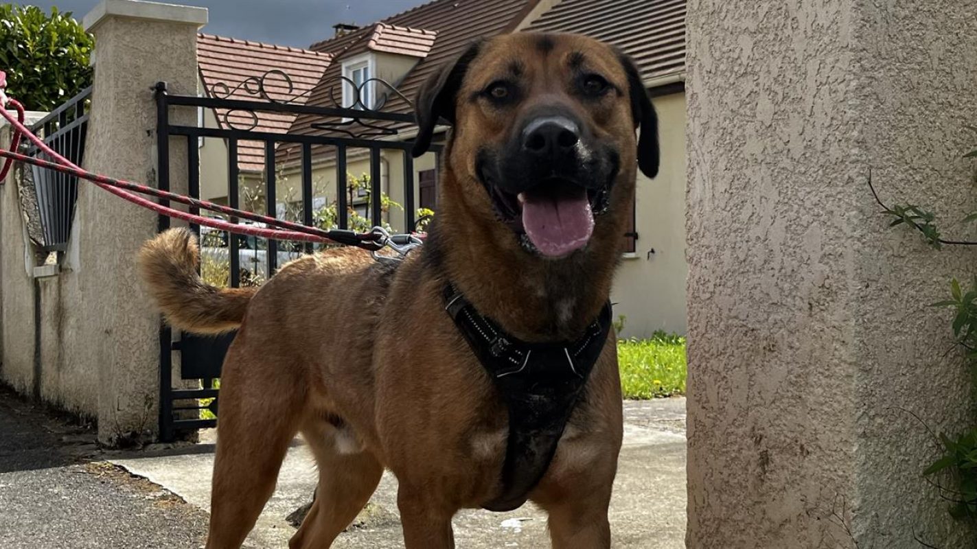 Paprika - Chien Berger à adopter - photo 5