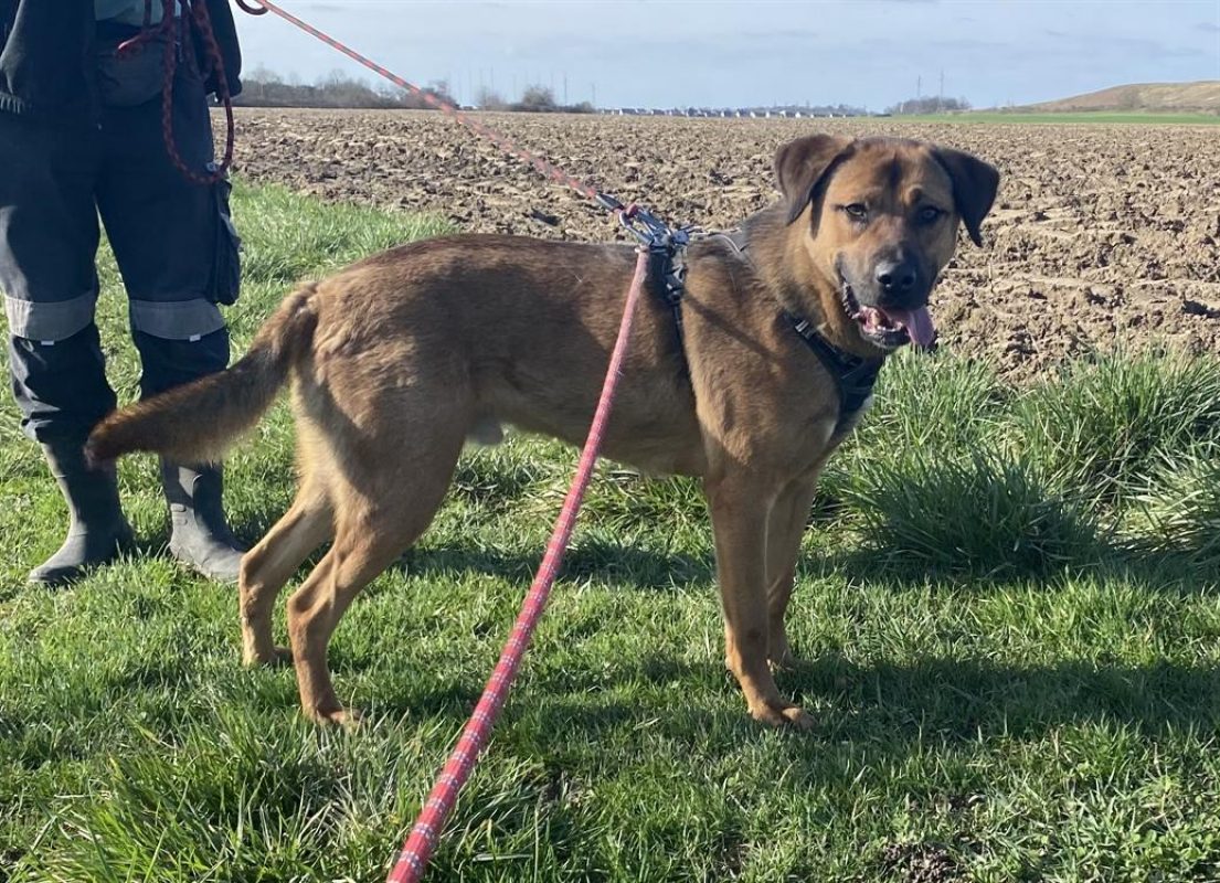 Paprika - Chien Berger à adopter - photo 6