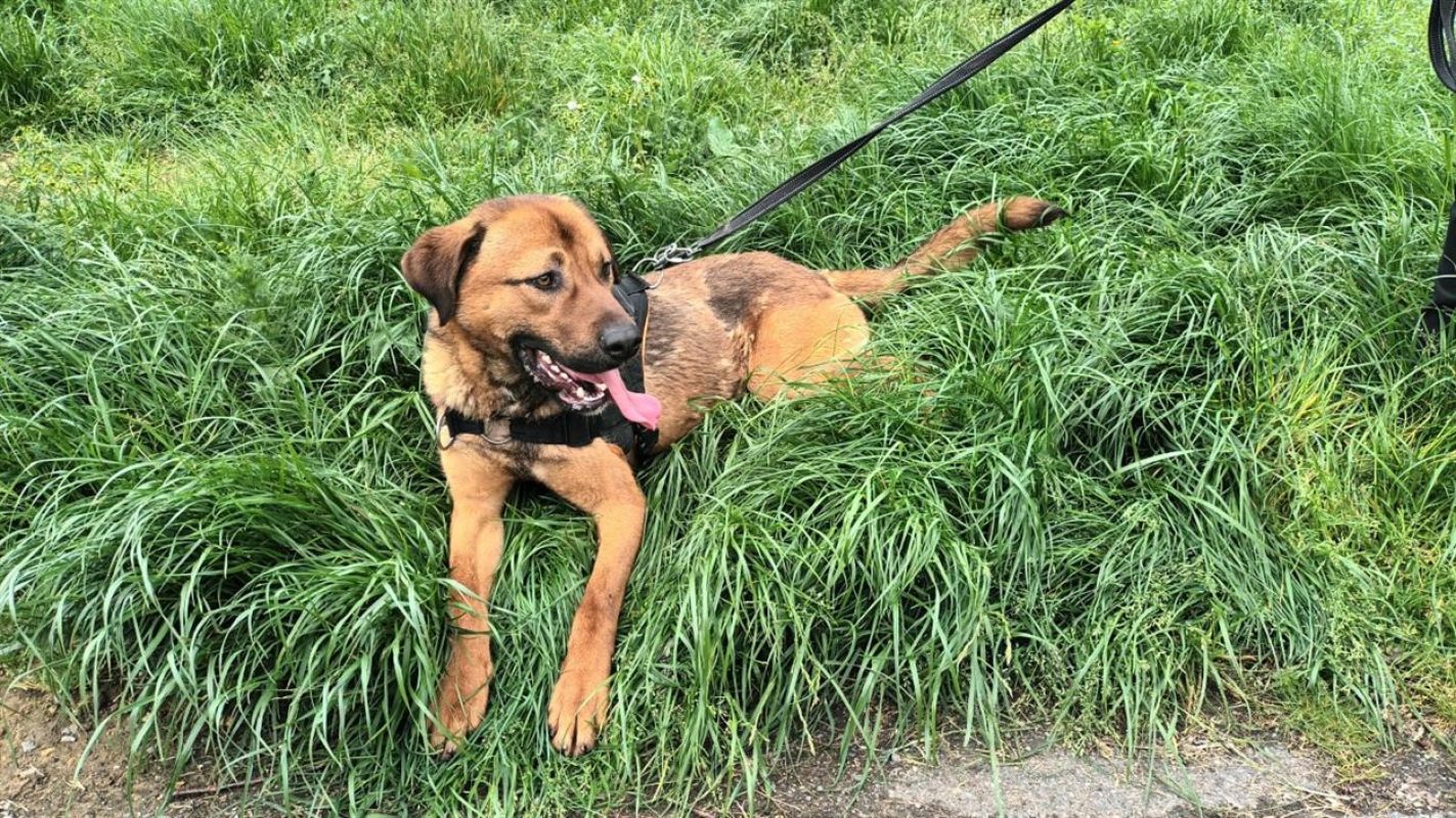 Paprika - Chien Berger à adopter - photo 7