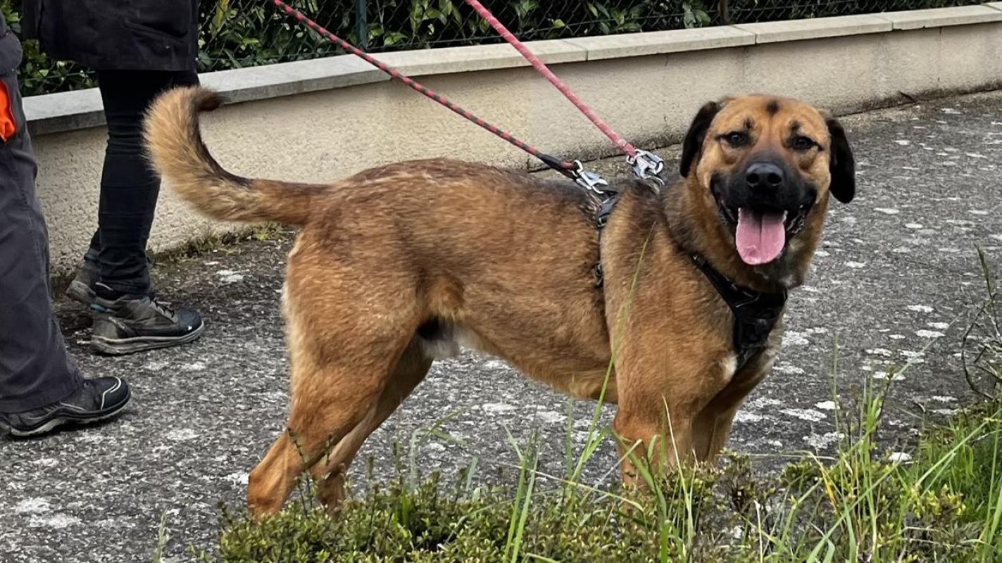 Paprika - Chien Berger à adopter - photo 8