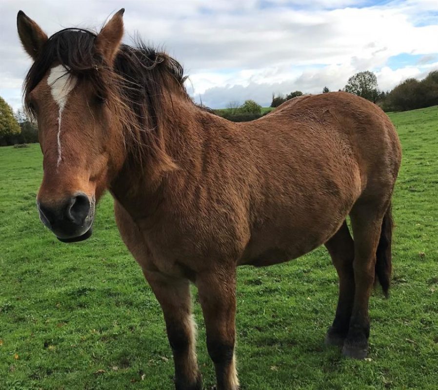 Elia - Equidé Cheval à adopter