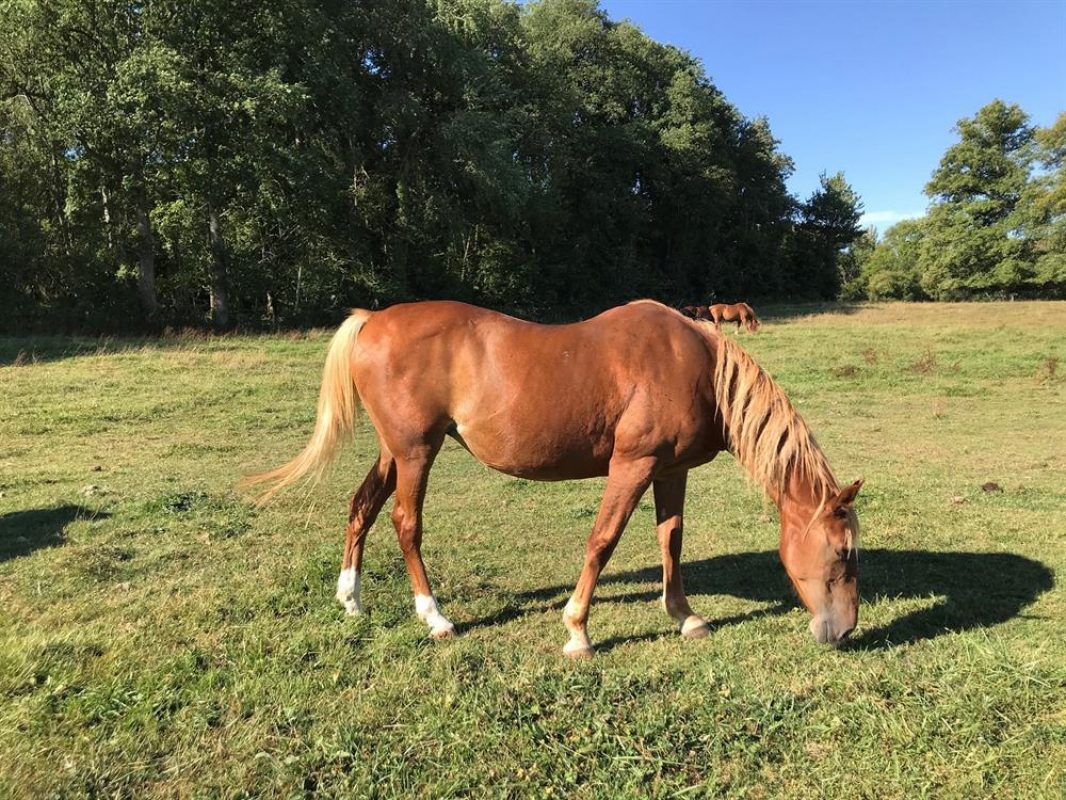 Miva de laille - Equidé Cheval à adopter