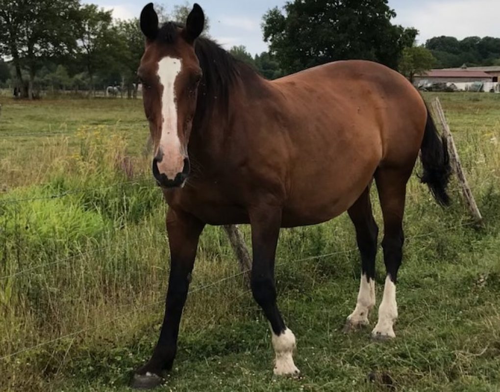 Sinah - Equidé Cheval à adopter