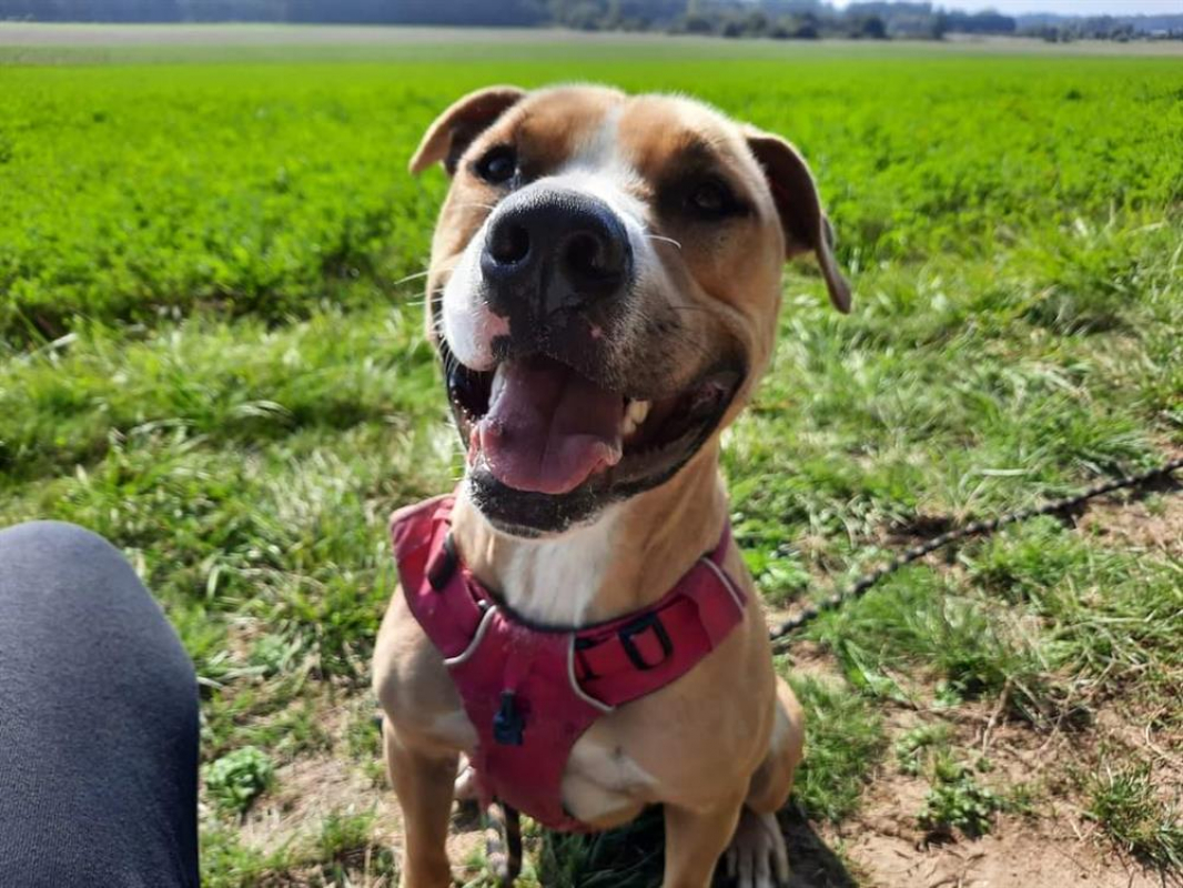 Pablo - Chien Terrier à adopter