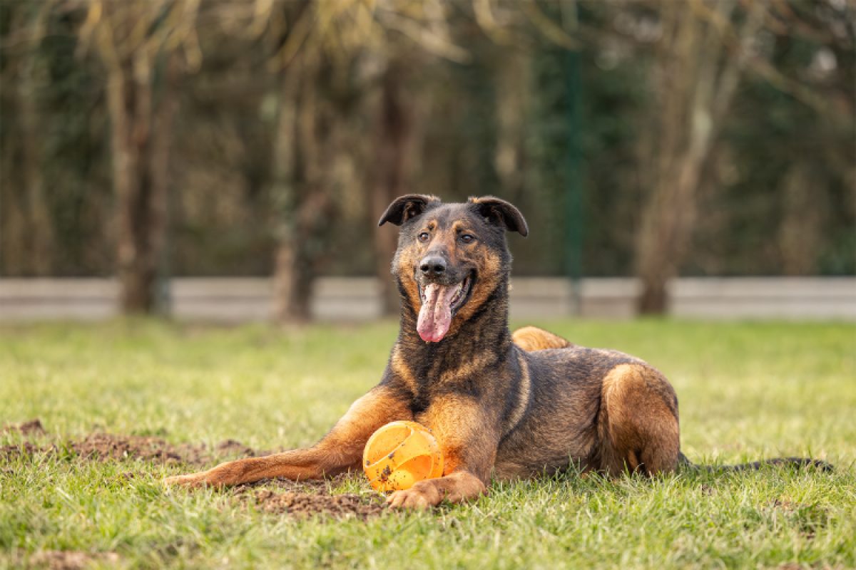 Reko - Chien à adopter