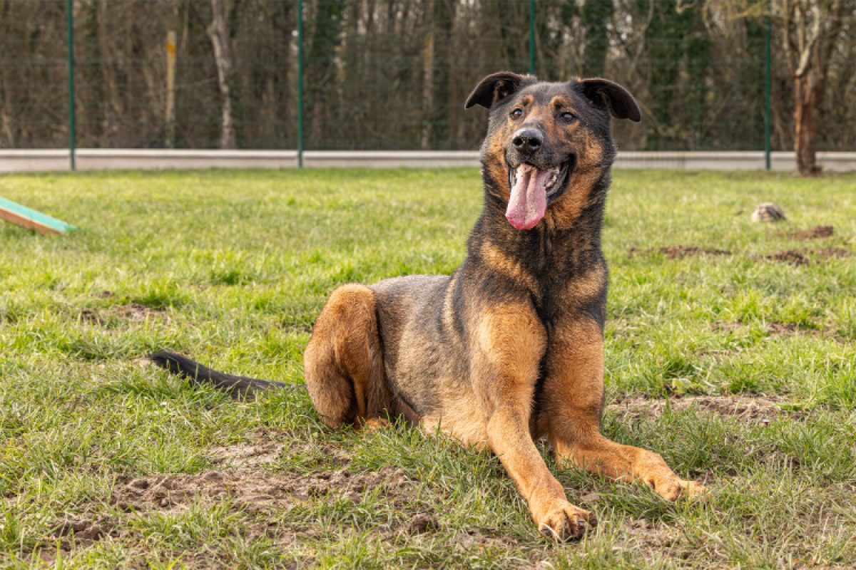 Reko - Chien à adopter - photo 2