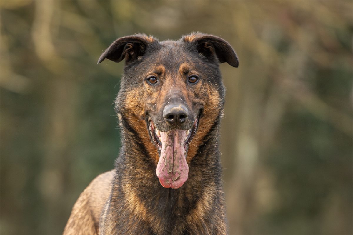 Reko - Chien à adopter - photo 3