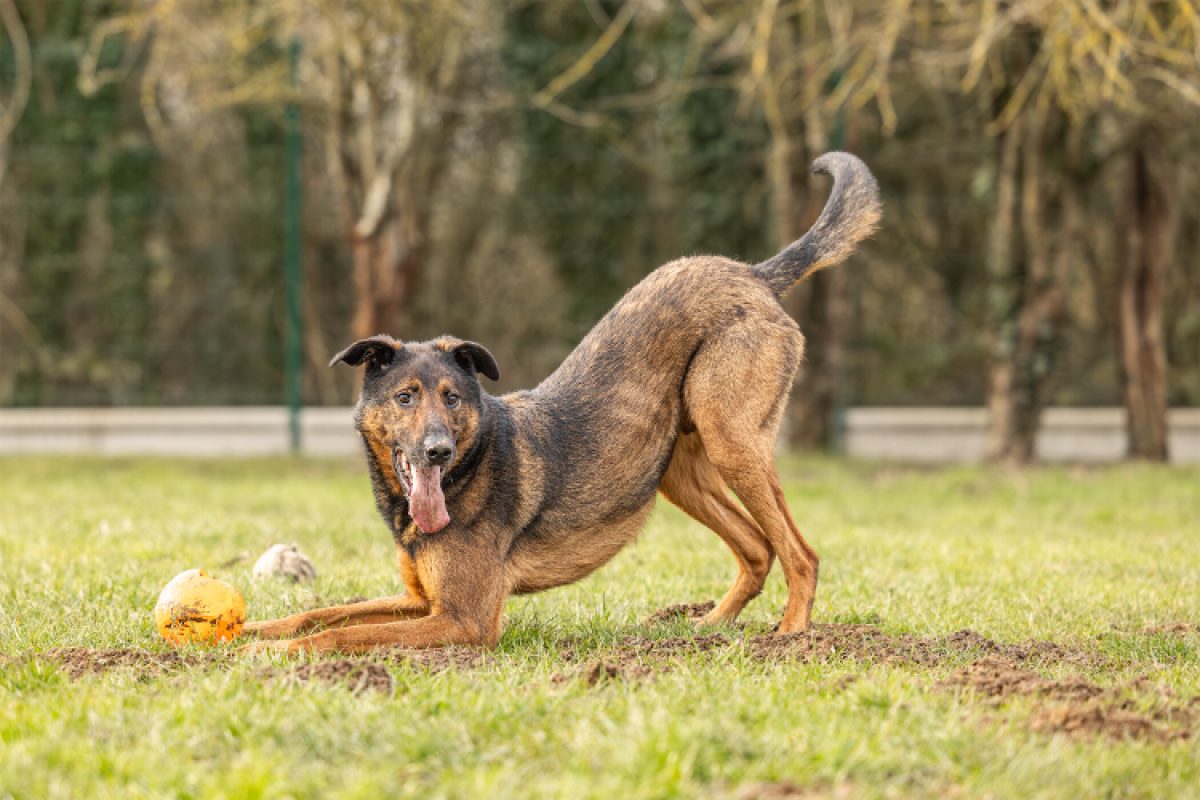 Reko - Chien à adopter - photo 4