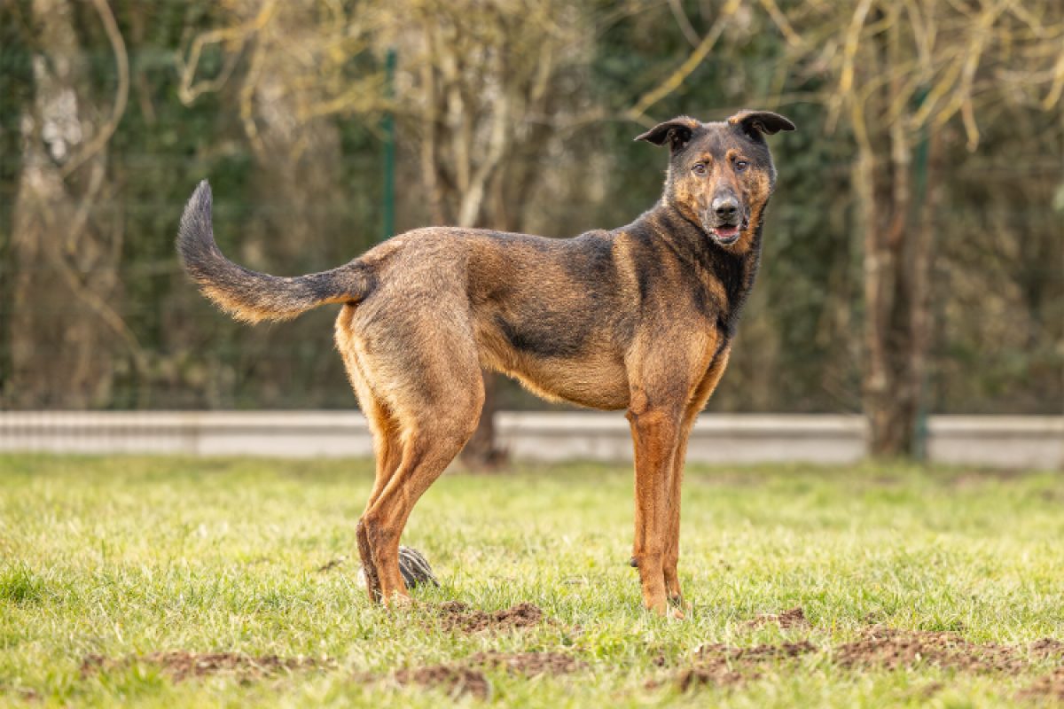 Reko - Chien à adopter - photo 5