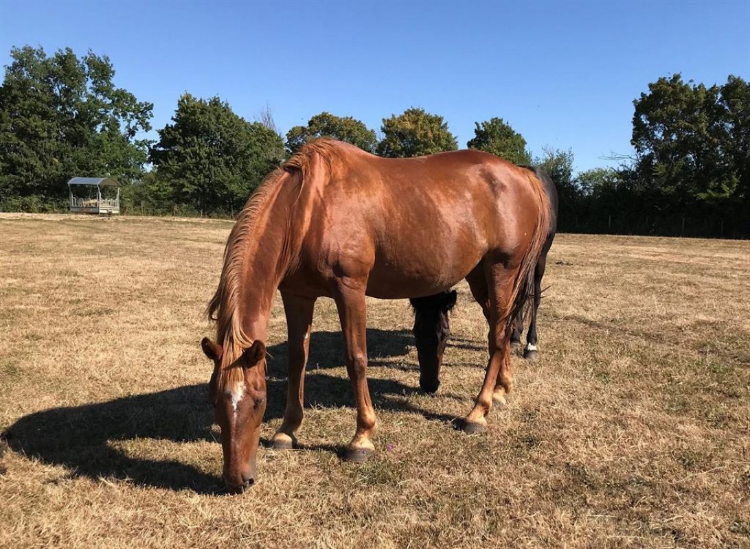 Numidia - Equidé Cheval à adopter