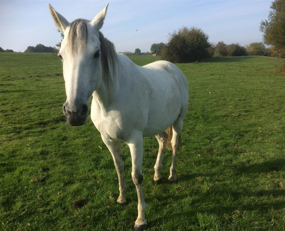 Photo de Carline d'orthe