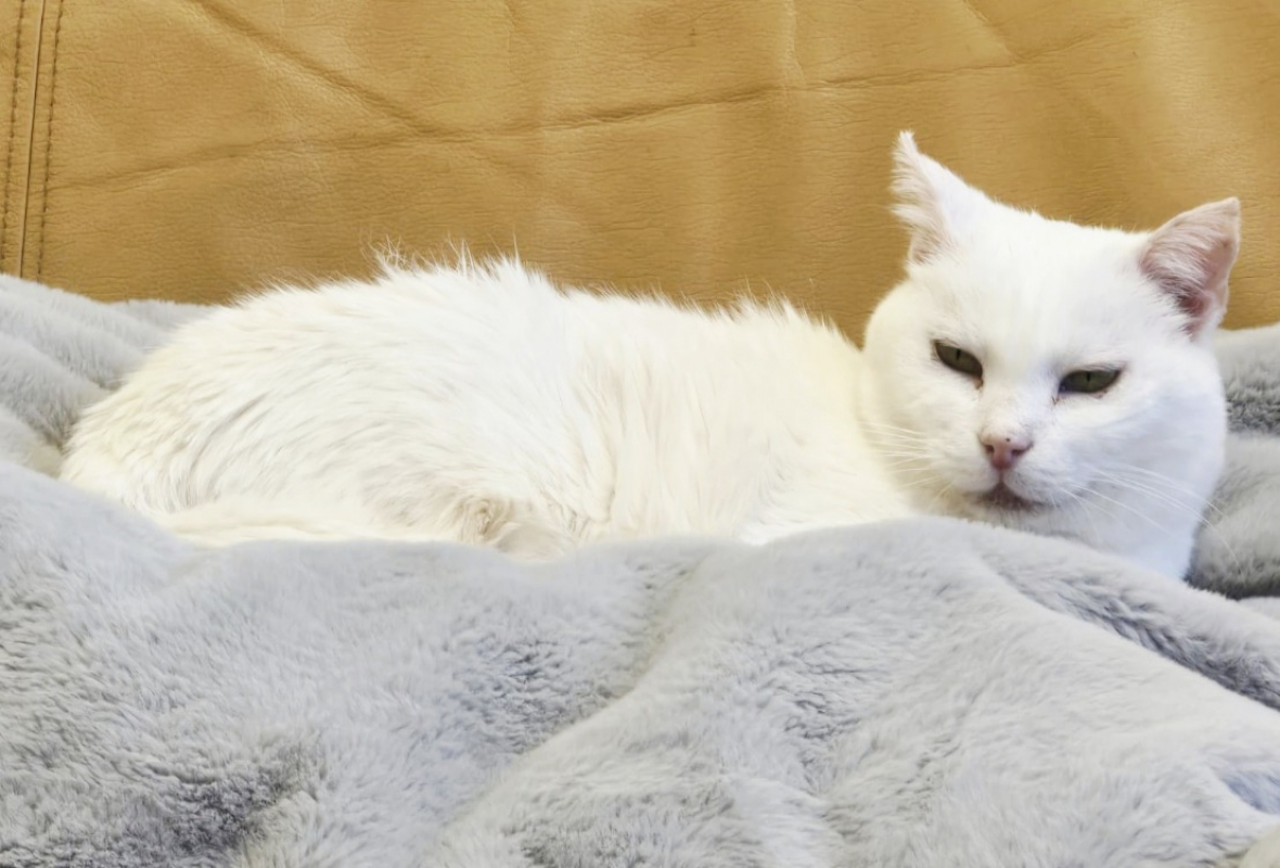 Photo #2 de Blanchette