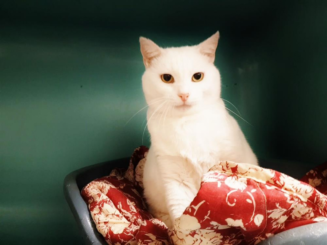 Photo #1 de Blanchette