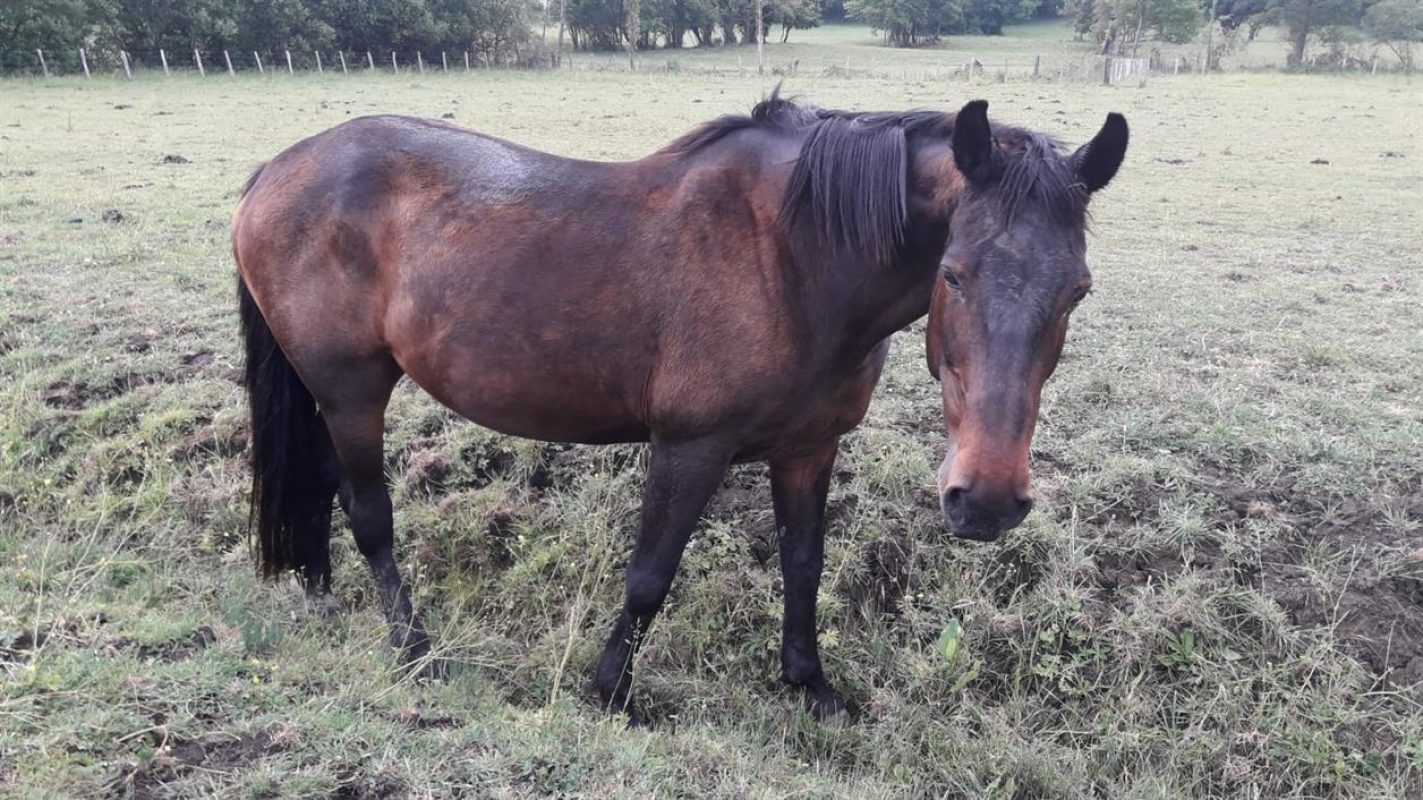Odysse - Equidé Cheval à adopter