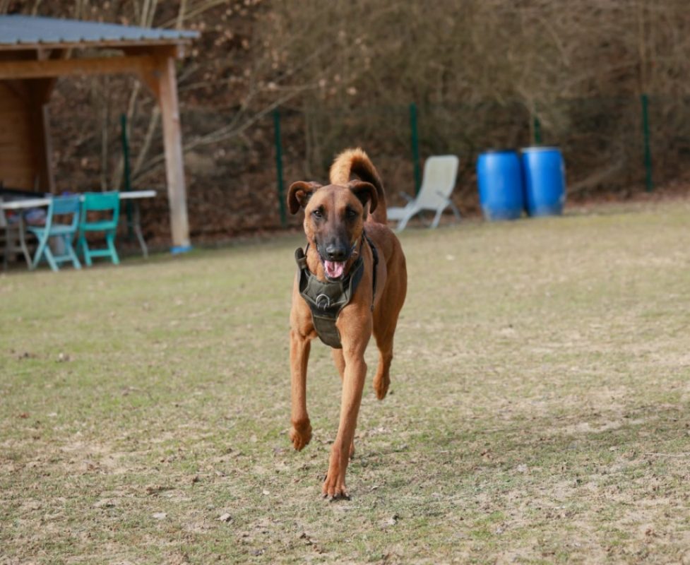 Roundup - Chien à adopter