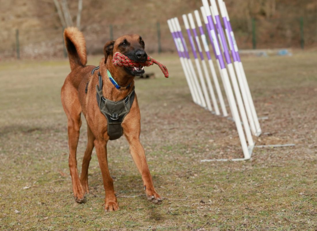 Roundup - Chien à adopter - photo 3