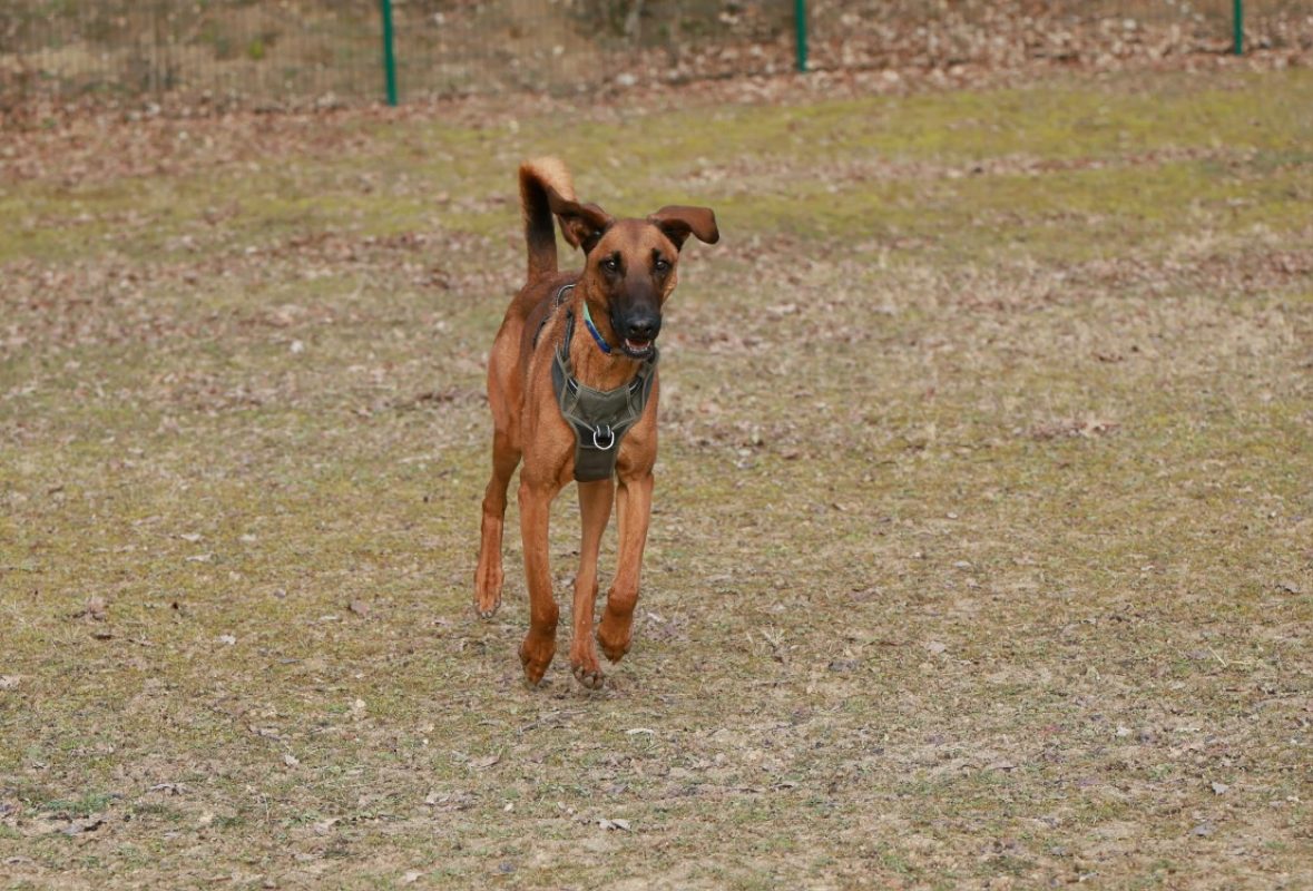 Roundup - Chien à adopter - photo 4