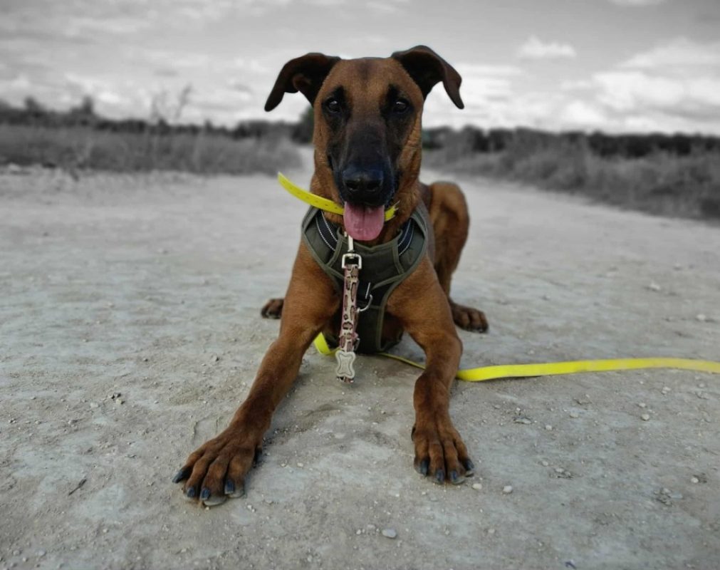 Roundup - Chien à adopter - photo 5