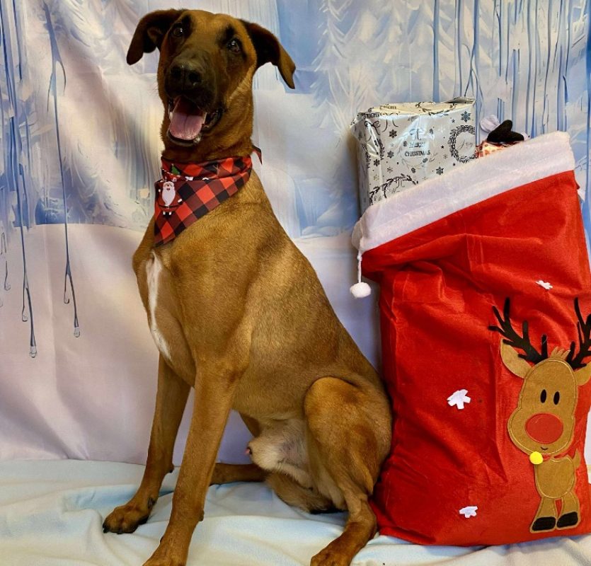 Roundup - Chien à adopter - photo 6