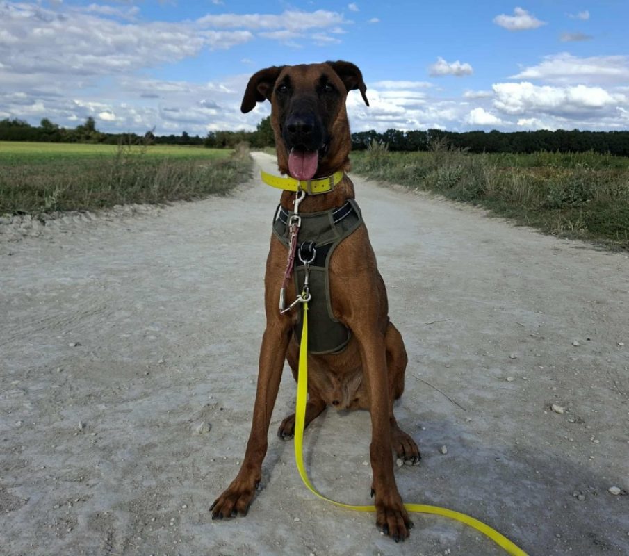 Roundup - Chien à adopter - photo 7