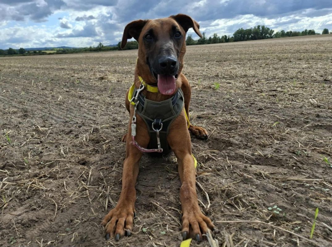 Roundup - Chien à adopter - photo 8