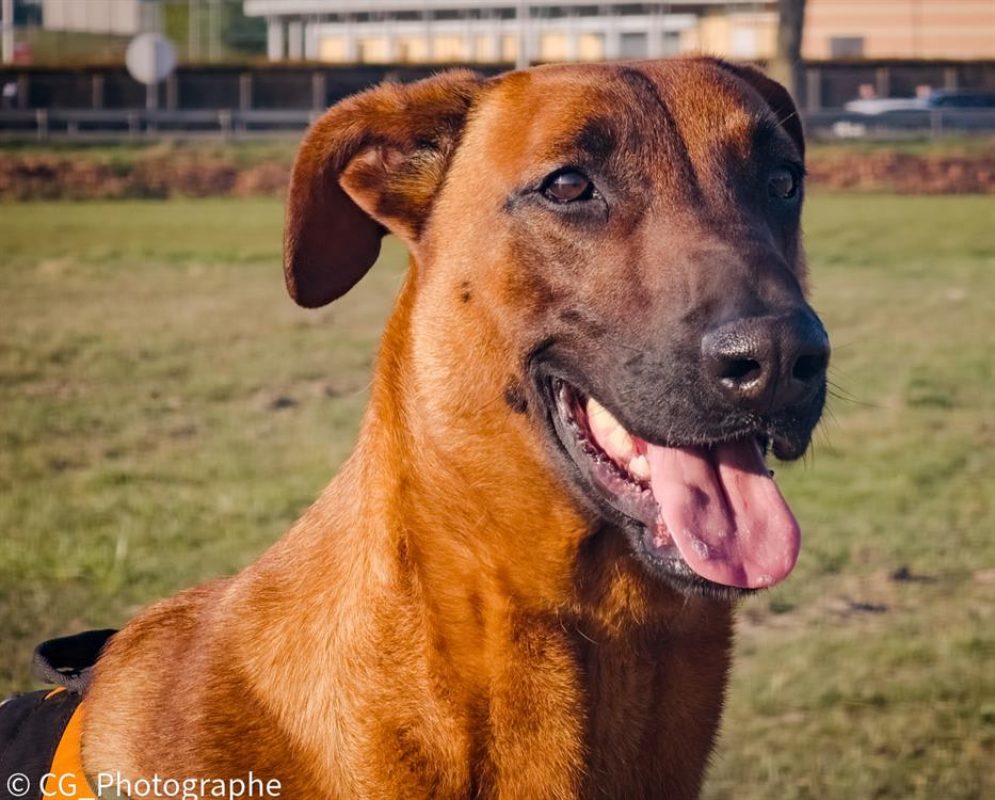 Roundup - Chien à adopter - photo 10