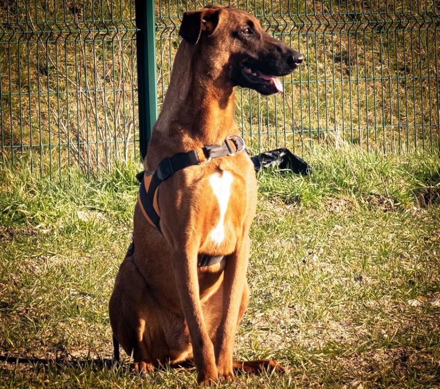 Roundup - Chien à adopter - photo 11