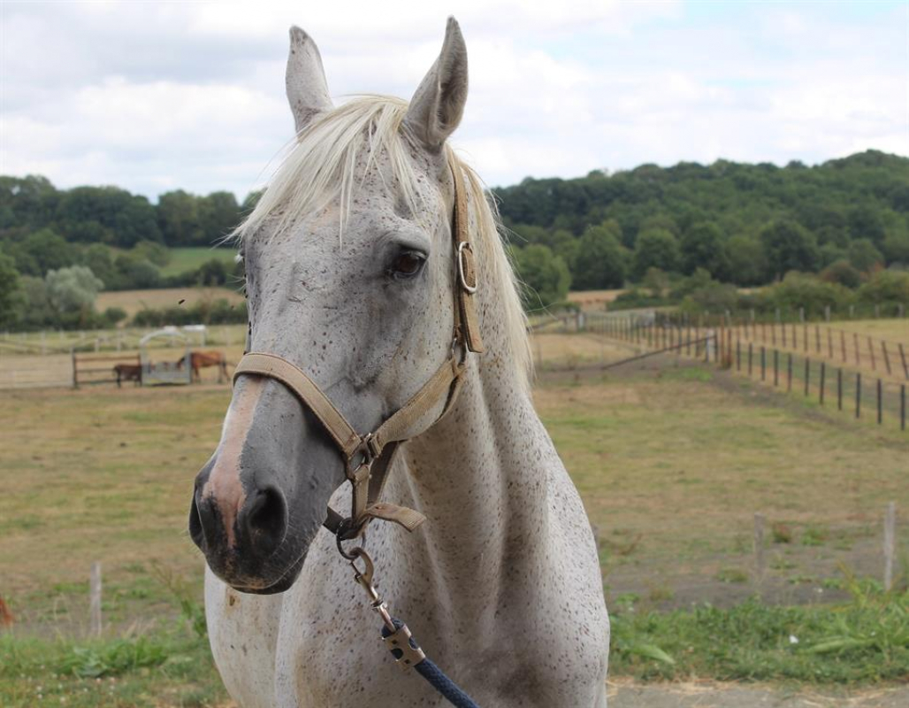 Photo de Le caroubier