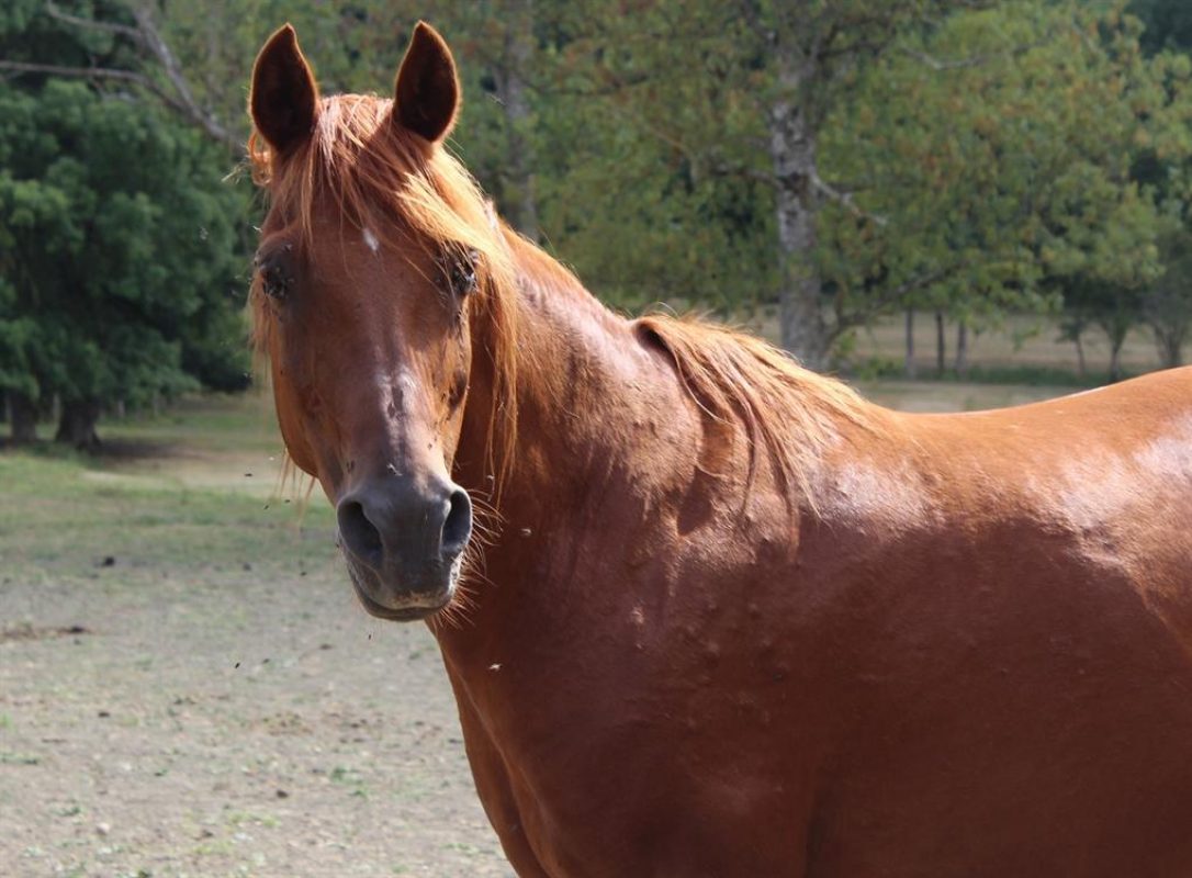 Lou - Equidé Cheval à adopter