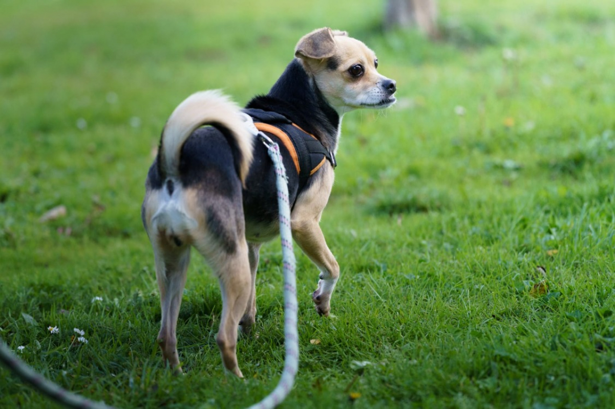 Photo #3 de Poupette