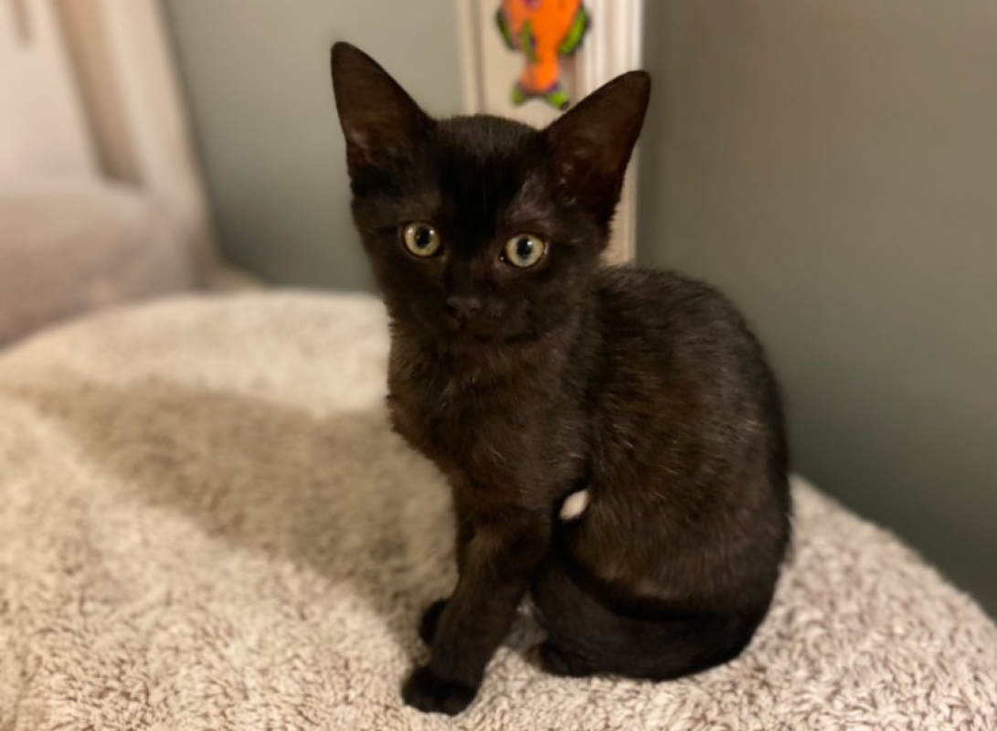 Photo #1 de Bagheera