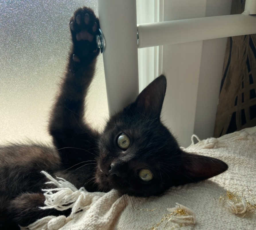 Photo #2 de Bagheera