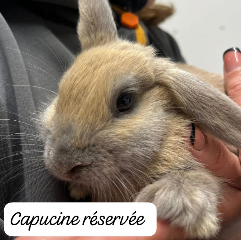 Photo de Chorizo capucine réservé