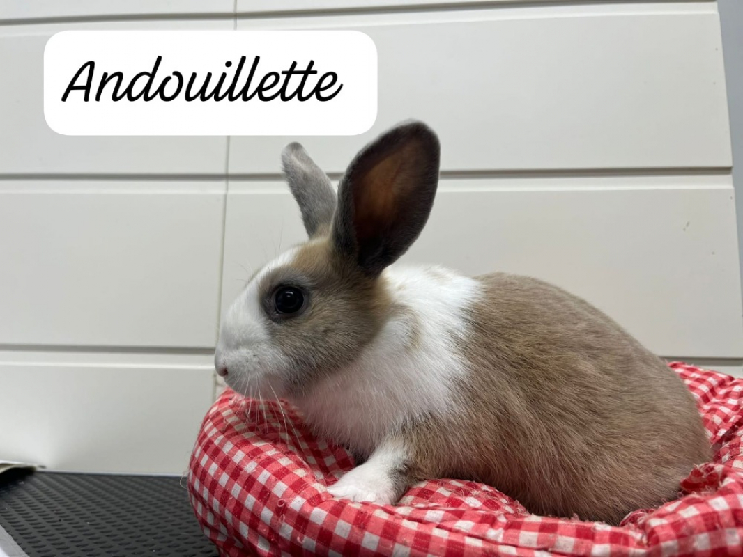 Photo de Andouillette