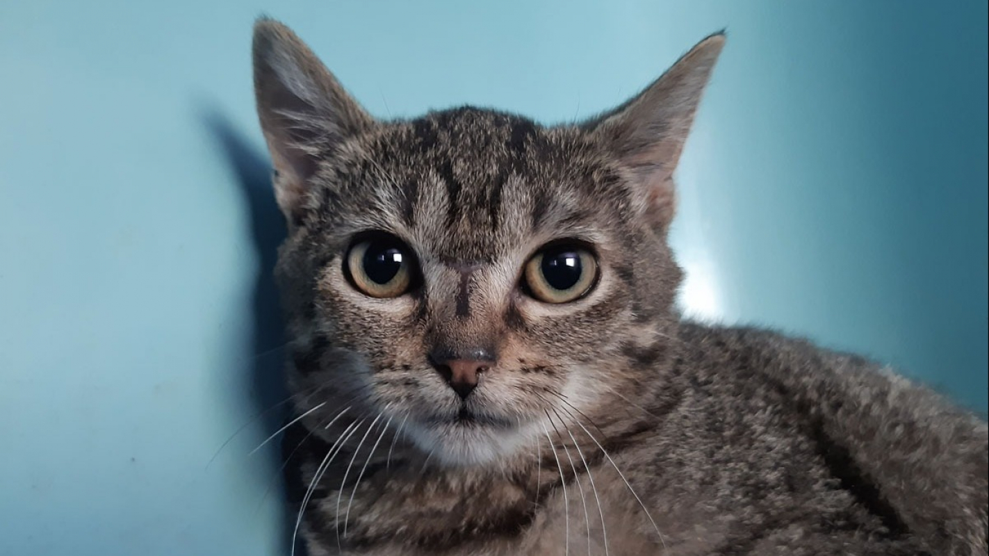 Photo #1 de Cardboard