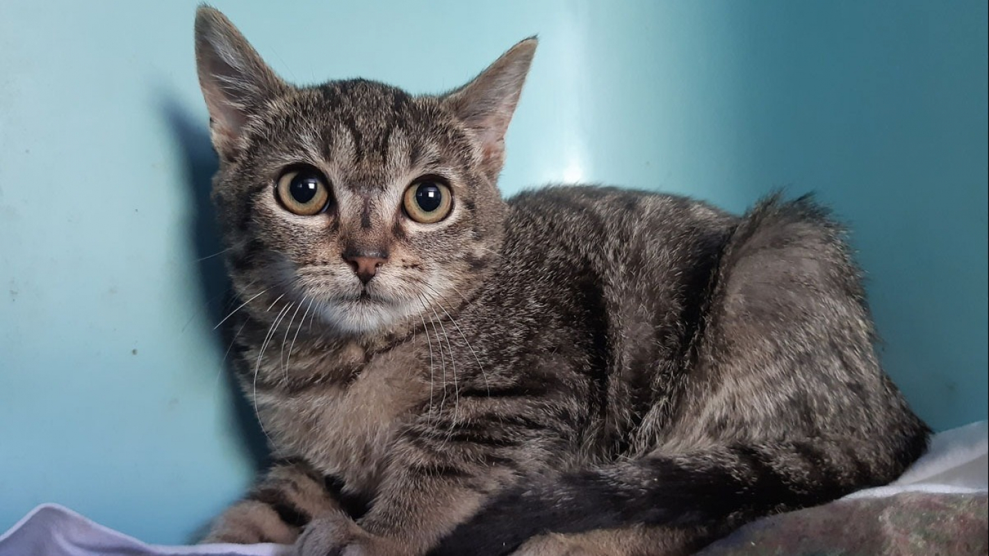 Photo #2 de Cardboard