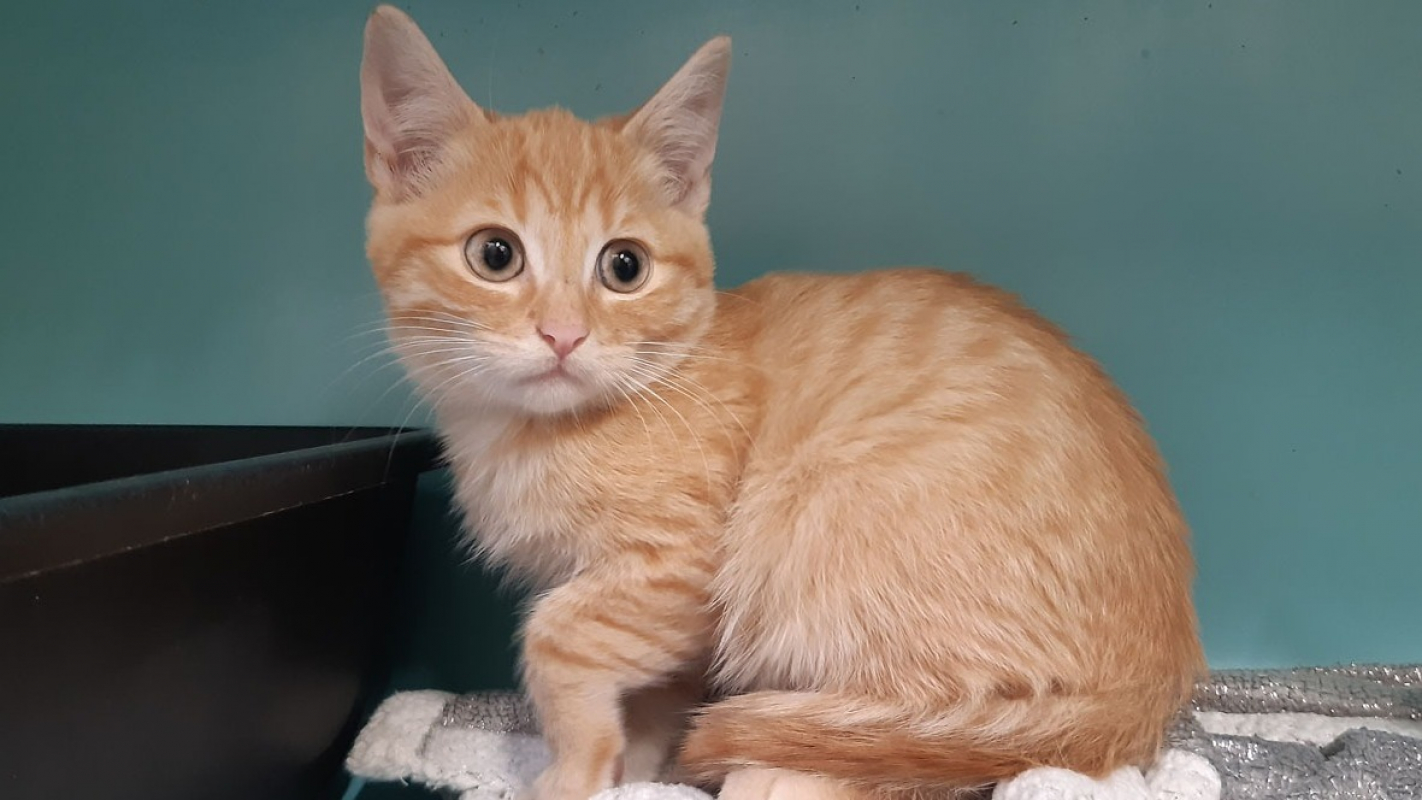 Photo #1 de Millepertuis