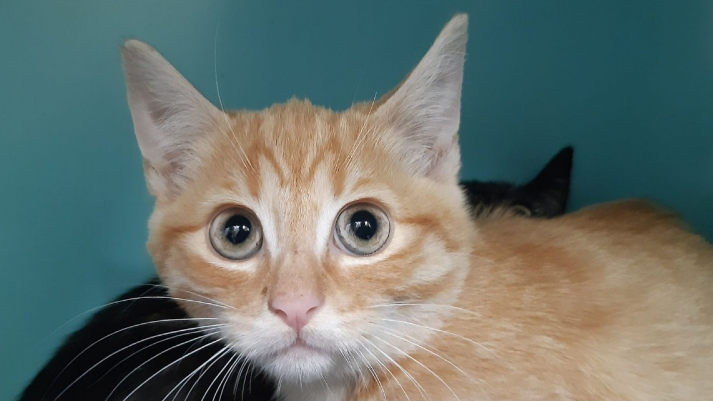 Photo #2 de Millepertuis