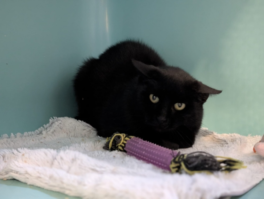 Photo #1 de Panthera