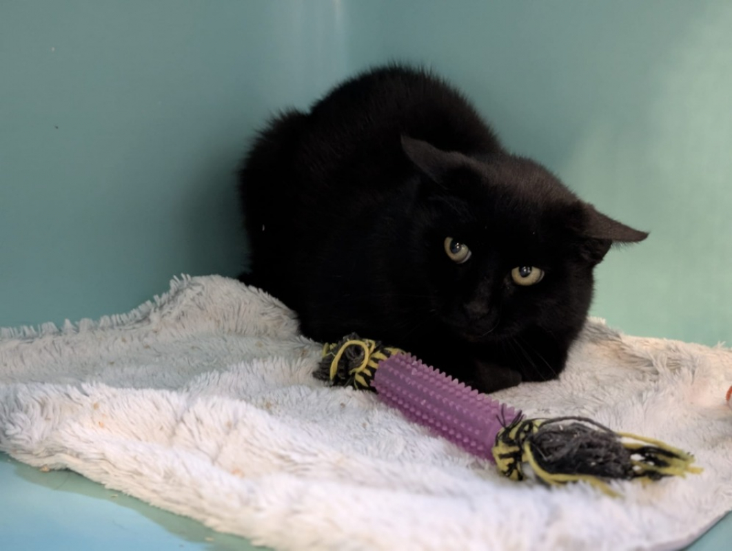 Photo #2 de Panthera