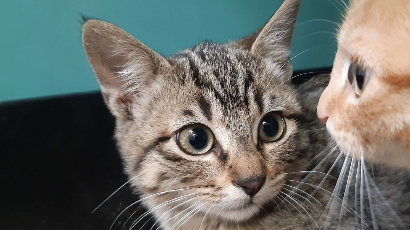 Photo #1 de Millefeuille