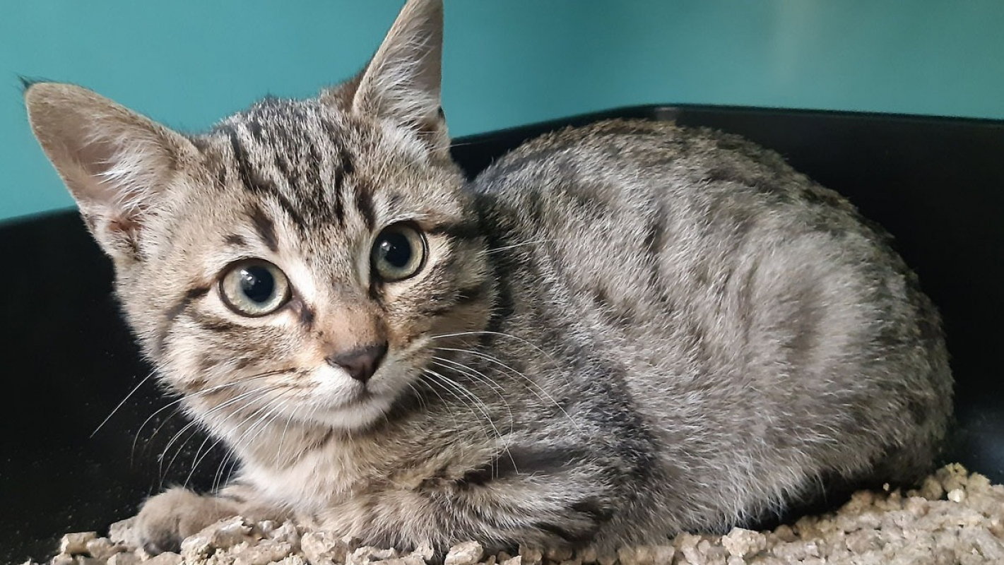 Photo #2 de Millefeuille