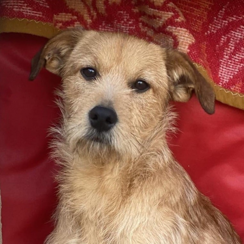 Photo de Vikingo