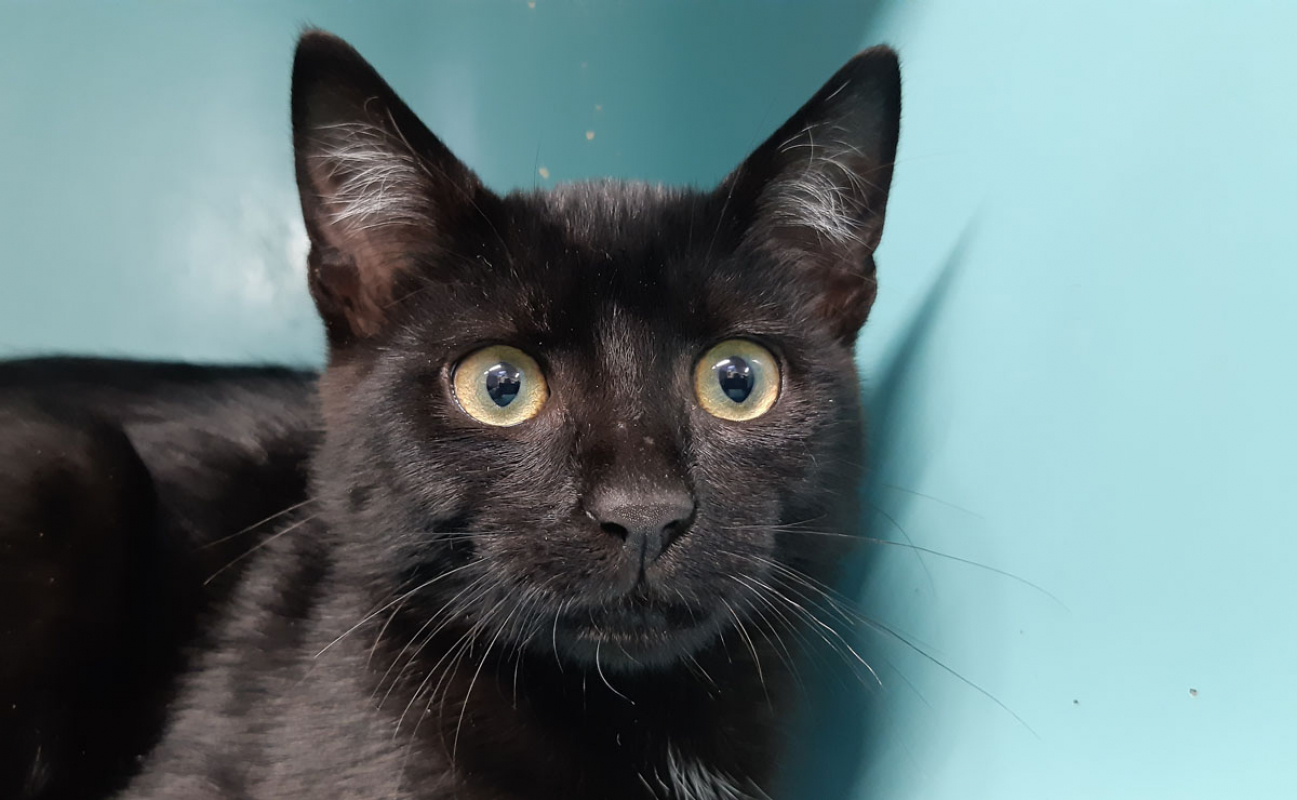 Photo #1 de Canaqueese