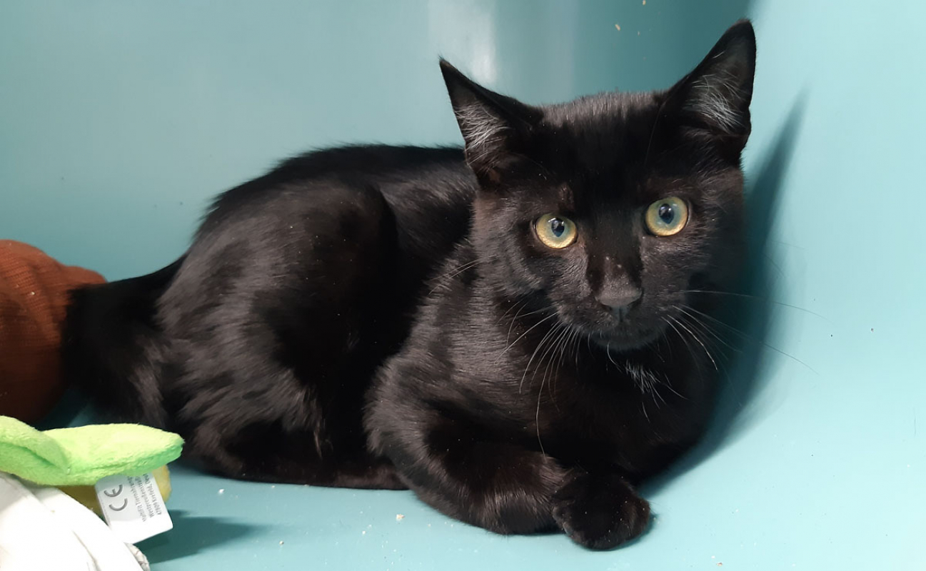 Photo #2 de Canaqueese