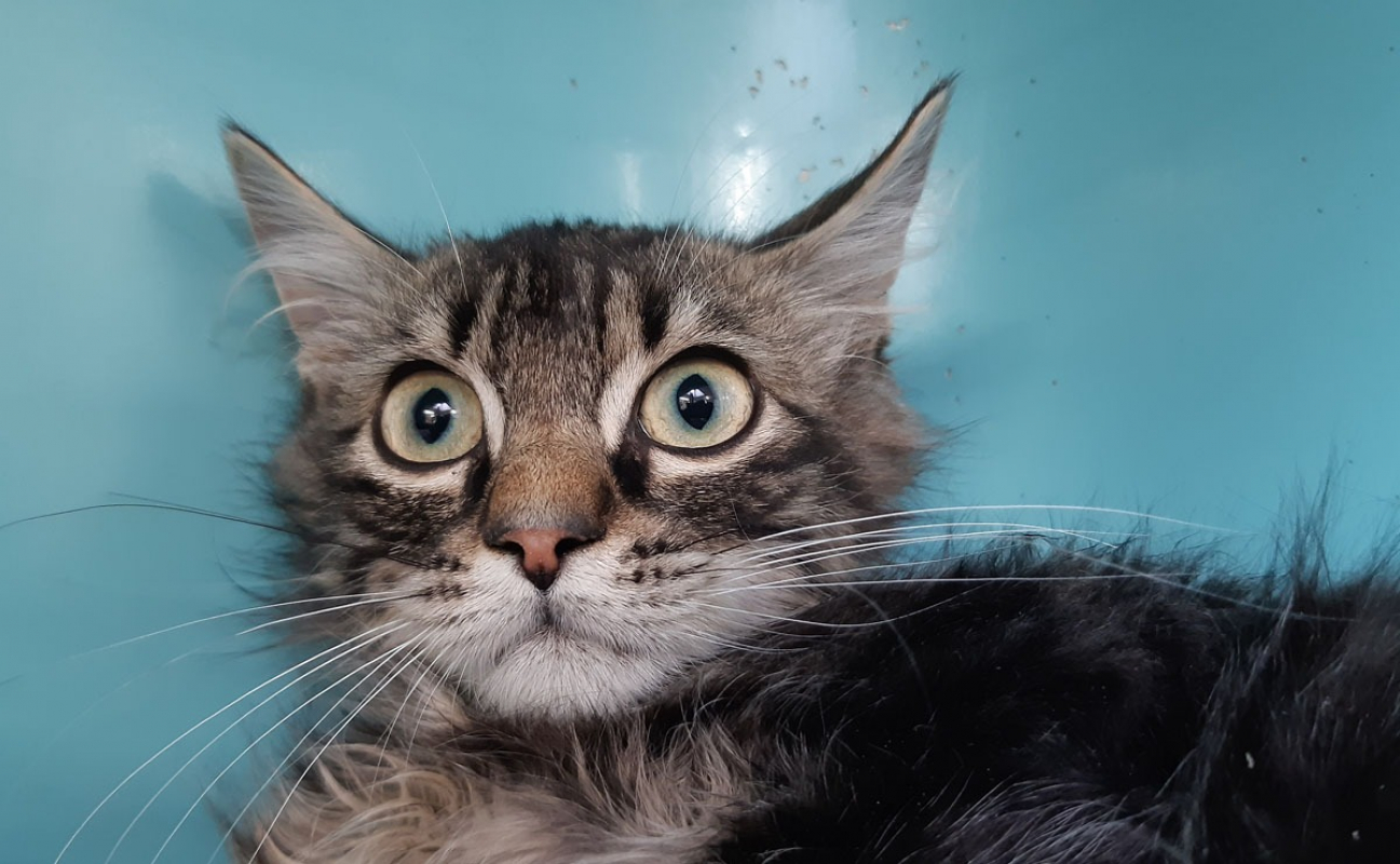 Photo #1 de Chapiteau