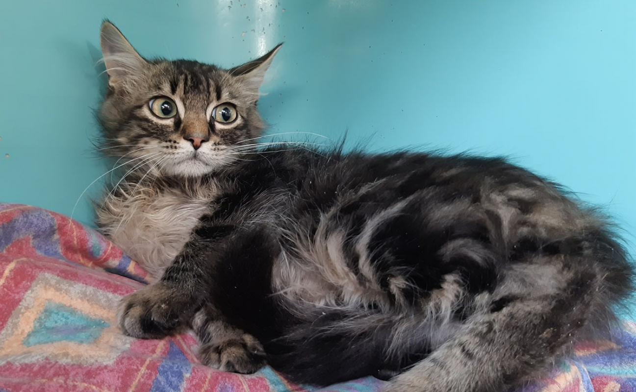 Photo #2 de Chapiteau